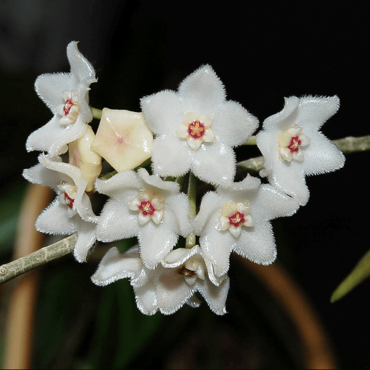 Hoya shepherdii