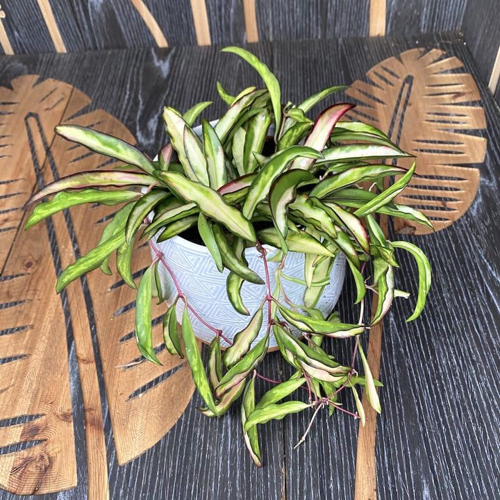 Hoya wayetii 'Variegata'