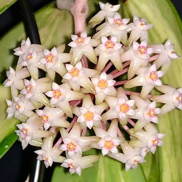 Hoya acuta 'Variegata' - exemplare XL