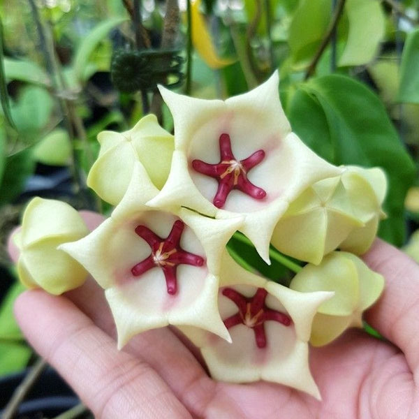 Hoya archboldiana 'White'