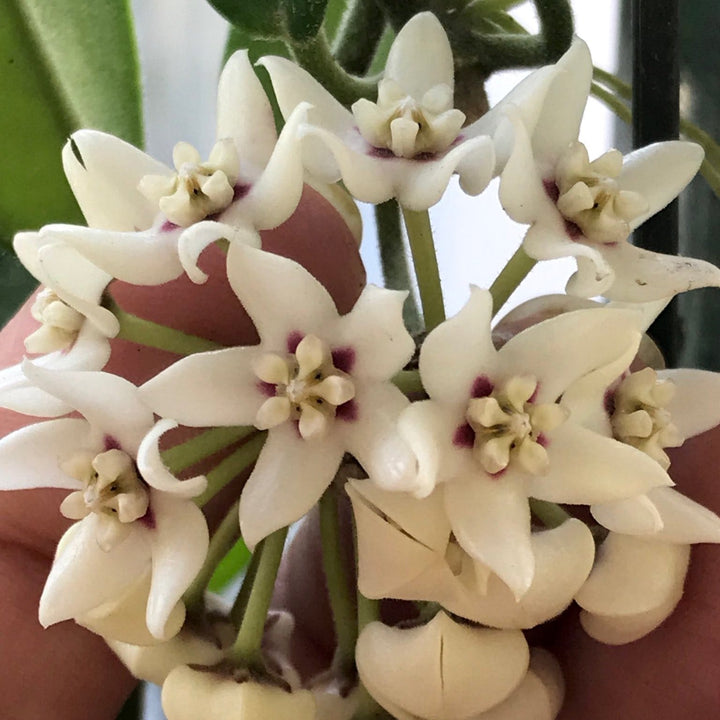 Hoya australis sanae