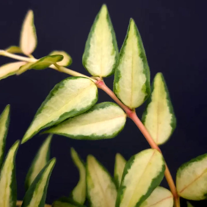 Hoya bella 'Lida Buis' (Variegata)