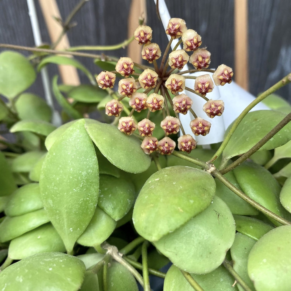 Hoya brevialata - grands spécimens