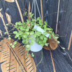 Hoya brevialata - große Exemplare