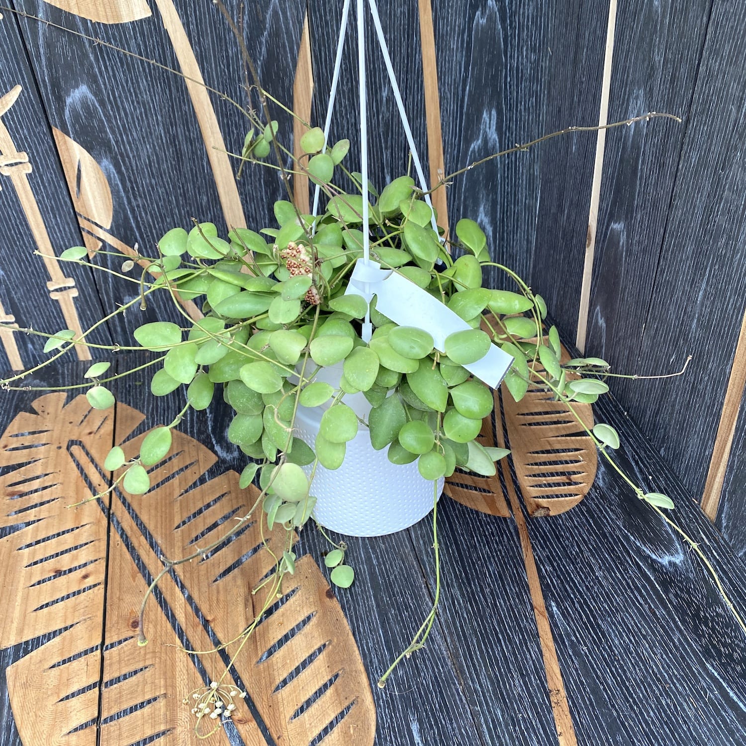 Hoya brevialata - exemplare mari