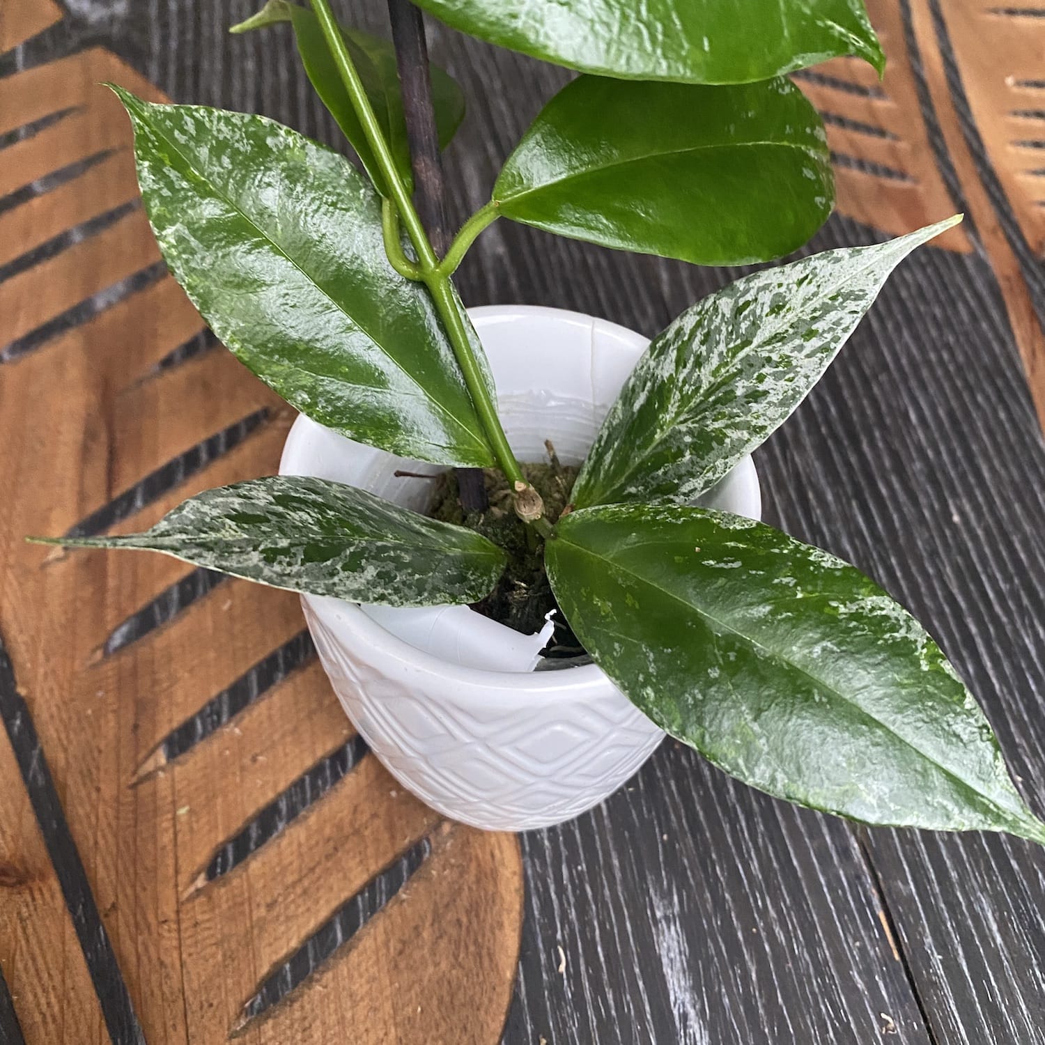 Hoya buotii *parfumata (frunze variegate)
