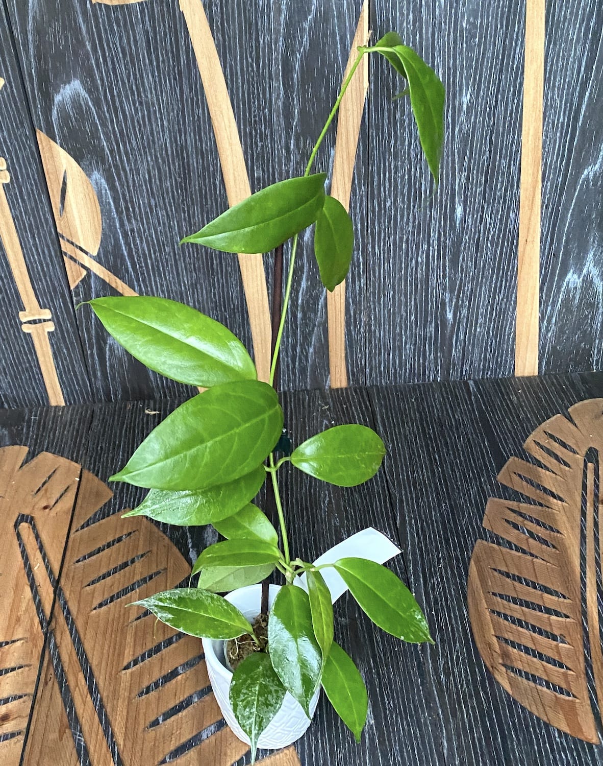 Hoya buotii *parfumata (frunze variegate)