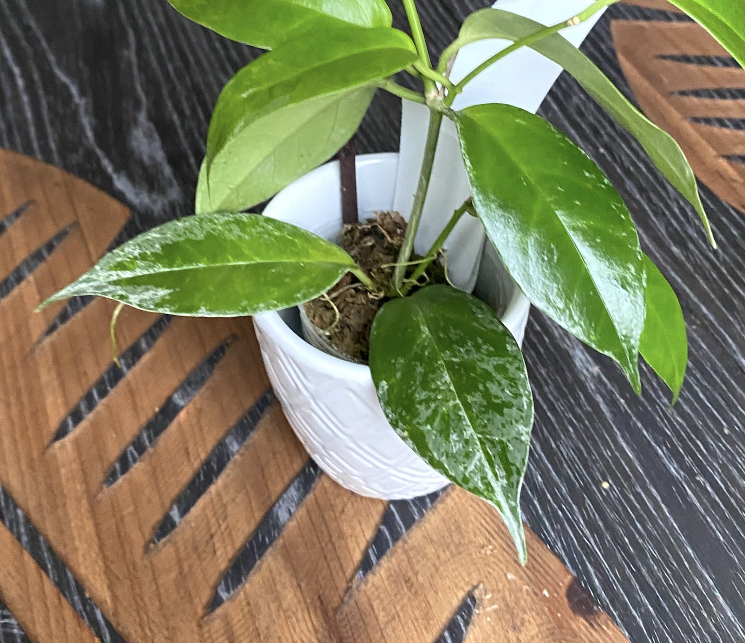 Hoya buotii *parfumata (frunze variegate)