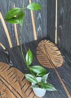 Hoya buotii *parfumée (feuilles panachées)