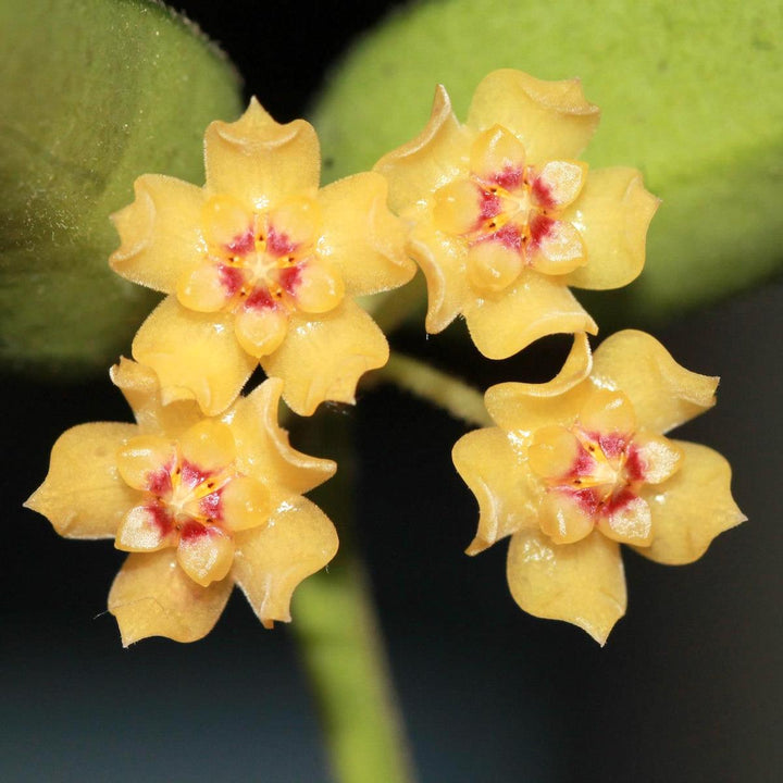 Hoya burmanica