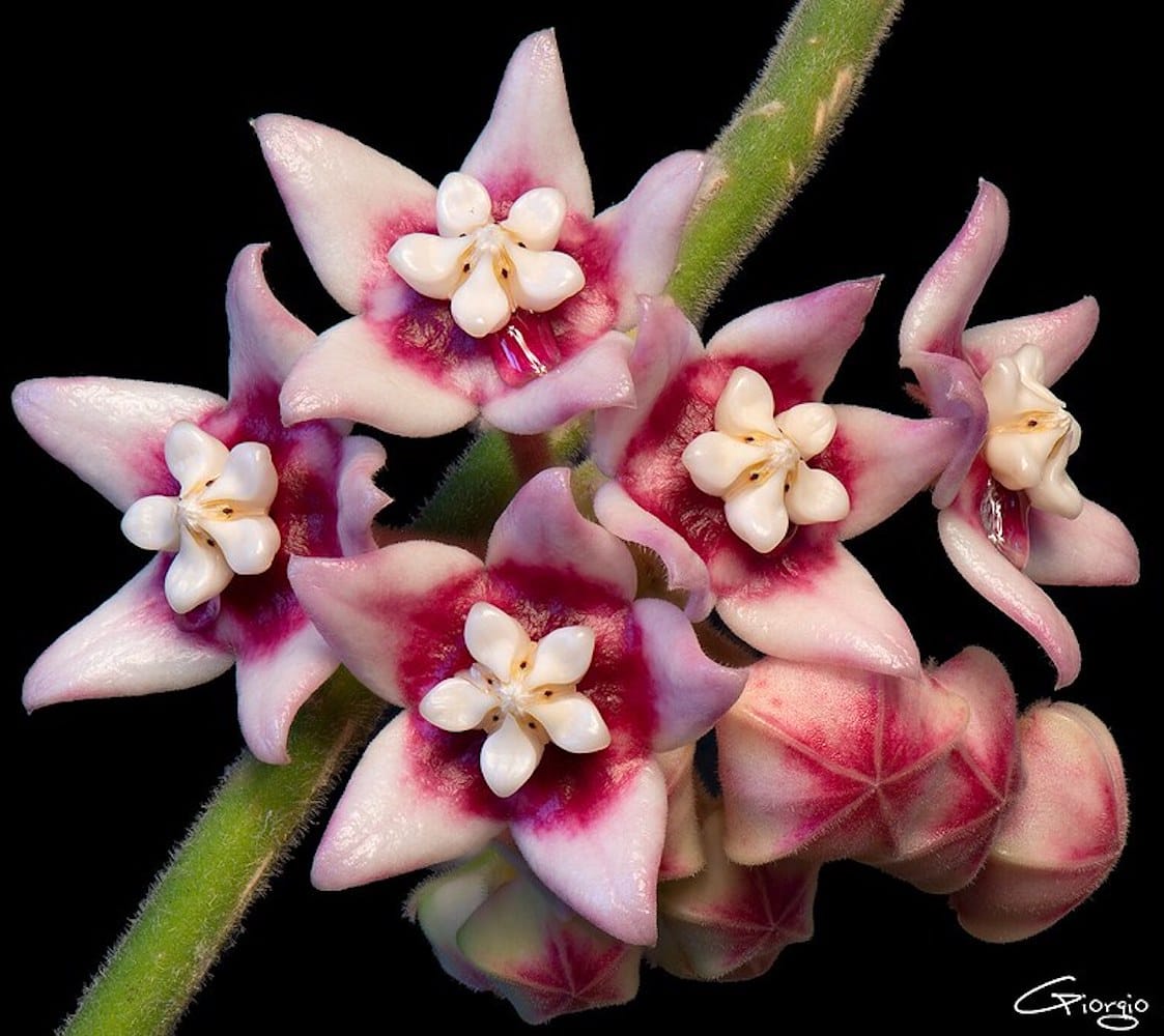 Hoya calycina 'Stargazer' - exemplare XL - cea mai parfumata Hoya