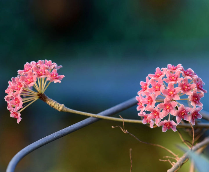 Hoya camphorifolia