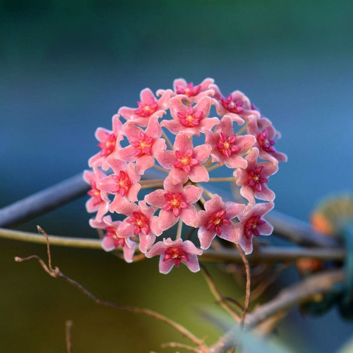 Hoya camphorifolia