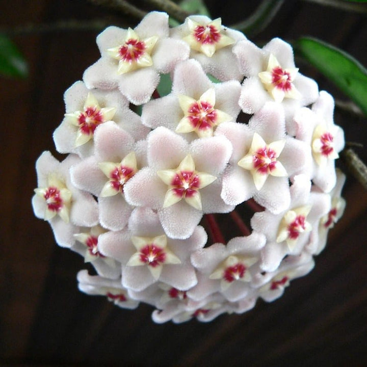 Hoya carnosa