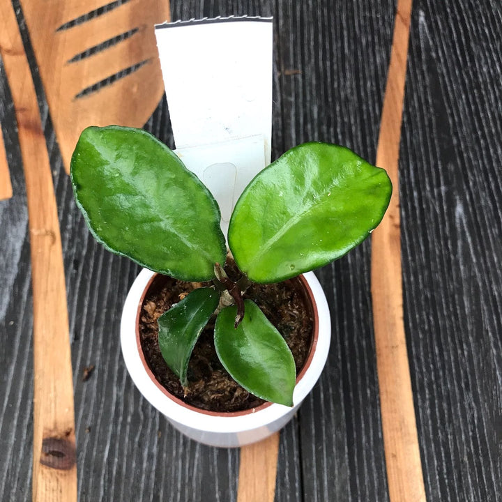 Hoya carnosa 'Chelsea'