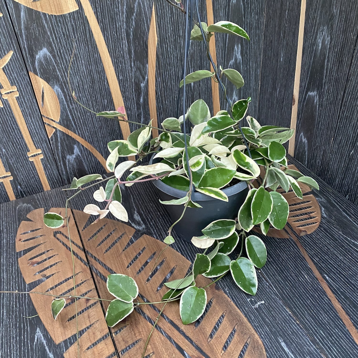 Hoya carnosa 'Krimson Queen' D19 (minim 4-5 plante/ghiveci)