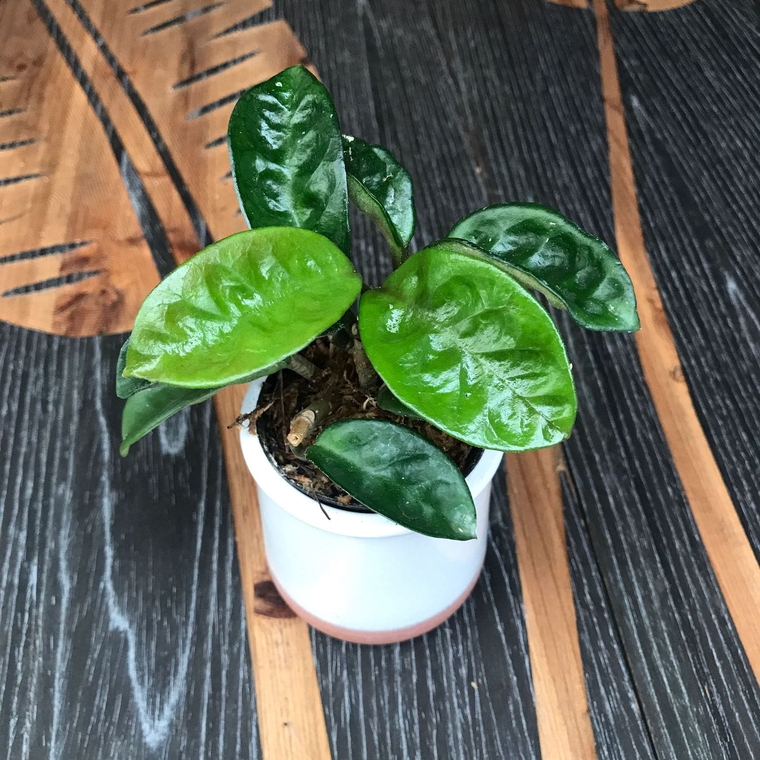 Hoya carnosa 'Krinkle 8' - parfum de ciocolata