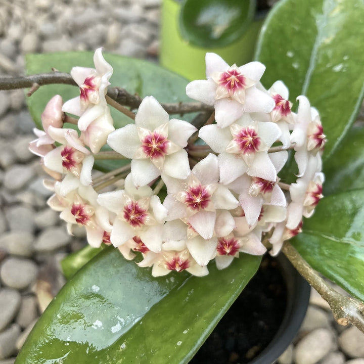 Hoya carnosa 'Snowball'