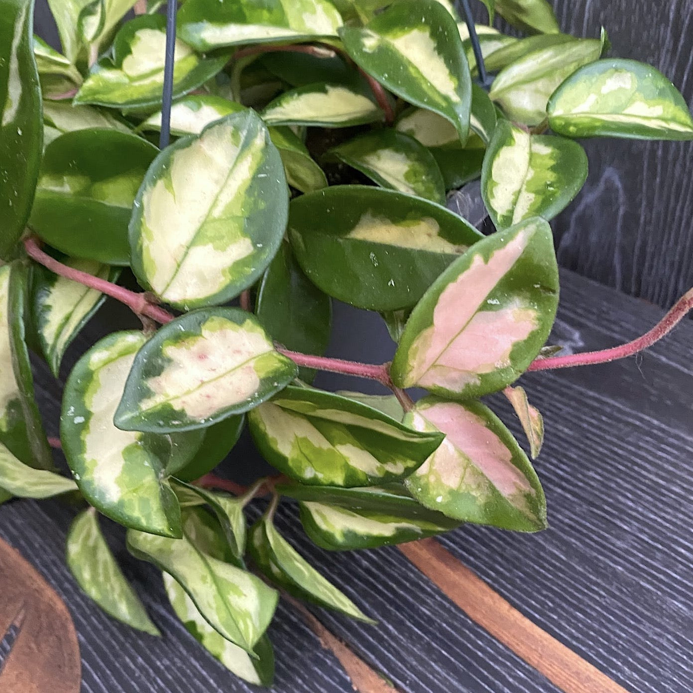 Hoya carnosa 'Tricolor' (Krimson Princess) - D19cm, minim 5-6 plante/ghiveci