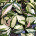 Hoya carnosa 'Tricolor' (Krimson Princess) D6 2pp scented