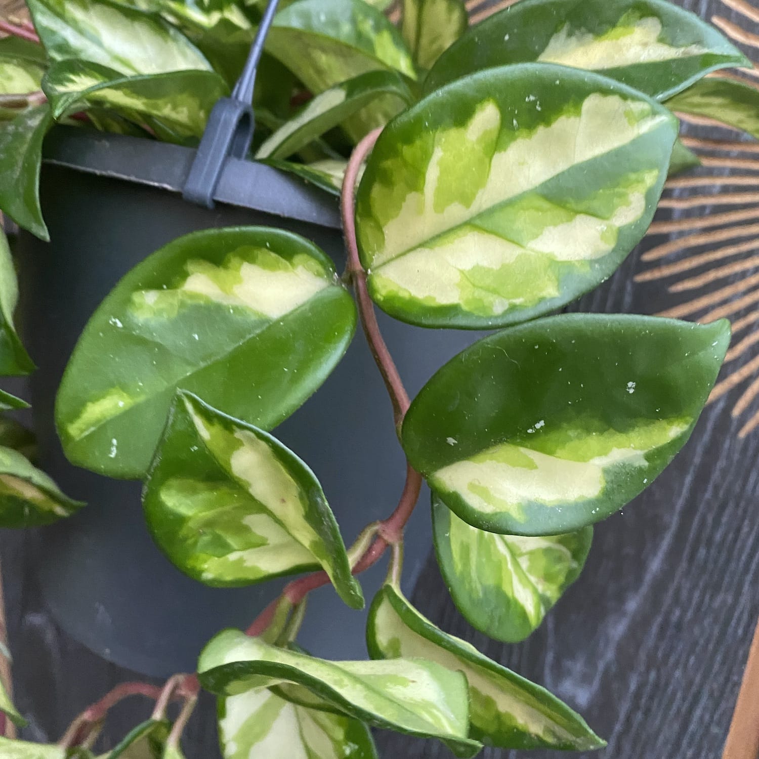 Hoya carnosa 'Tricolor' (Krimson Princess) - D19cm, minim 5-6 plante/ghiveci
