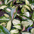 Hoya carnosa 'Tricolor' (Krimson Princess) D6 2pp scented