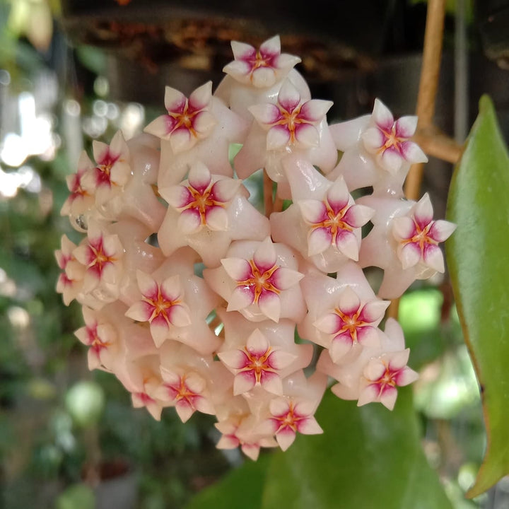 Hoya dolichosparte 'Pink'