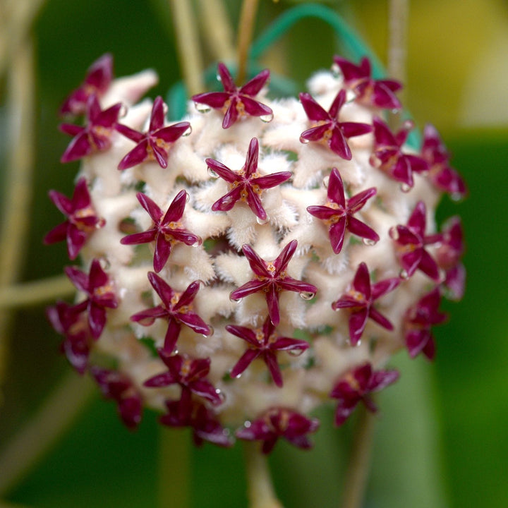 Hoya erythrostemma