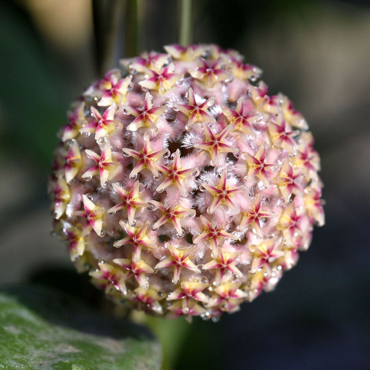 Hoya erythrostemma ut048