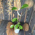 Hoya excavata (parfum de vanilie) - exemplare mari