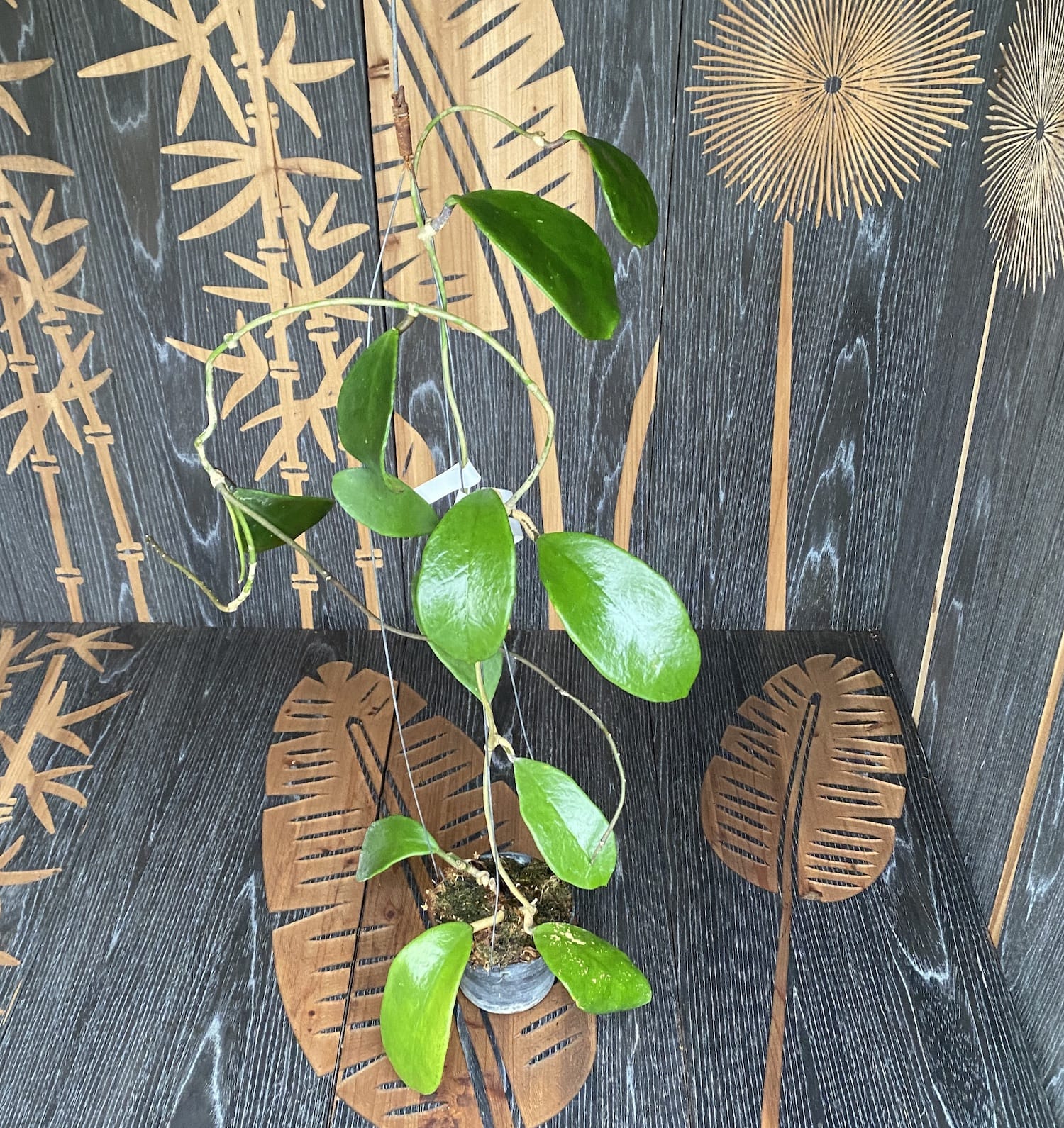 Hoya excavata (parfum de vanilie) - exemplare mari