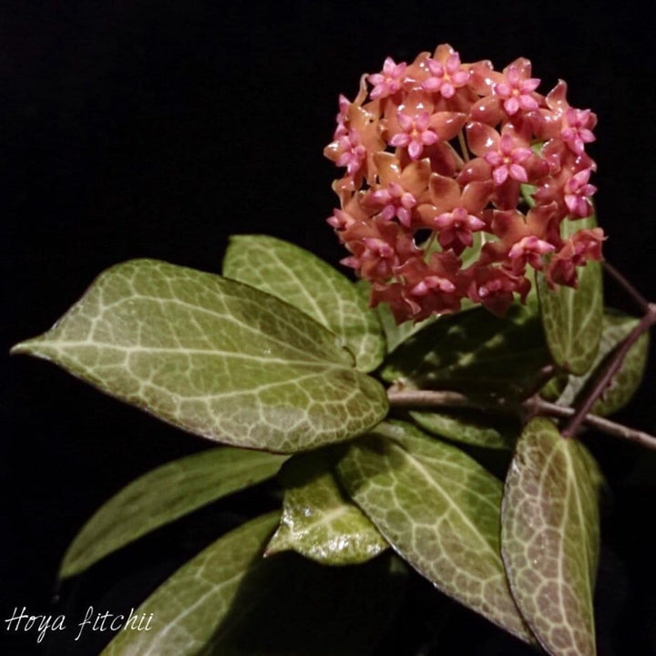 Hoya fitchii