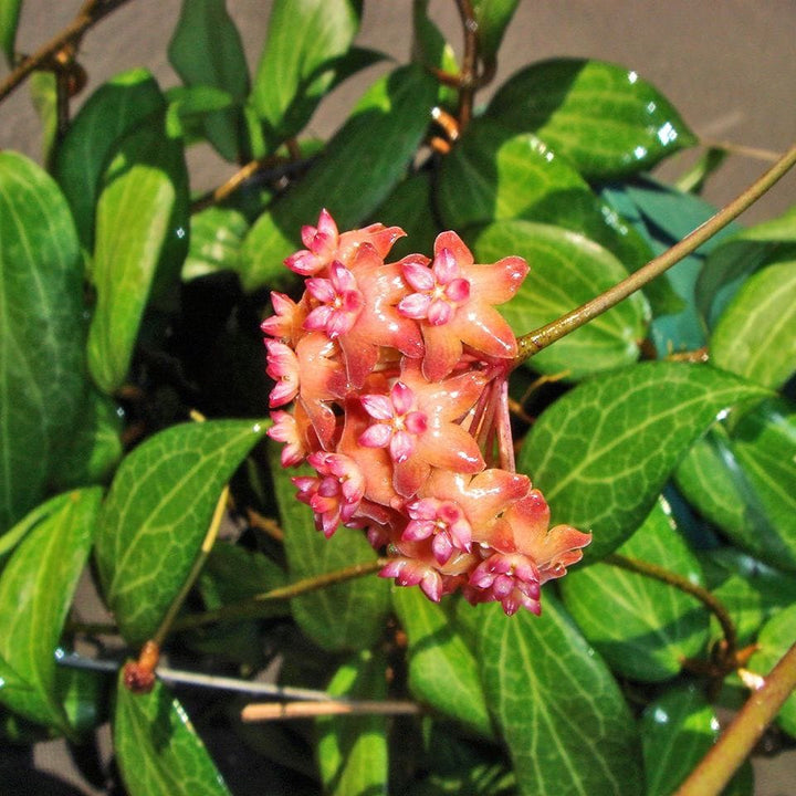 Hoya fitchii