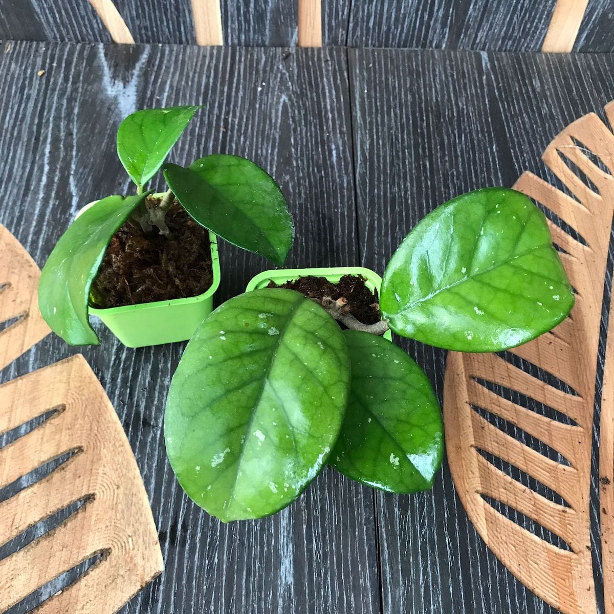 Hoya fungii 'Dark Pink'