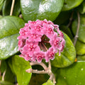 Hoya fungii 'Dark Pink'