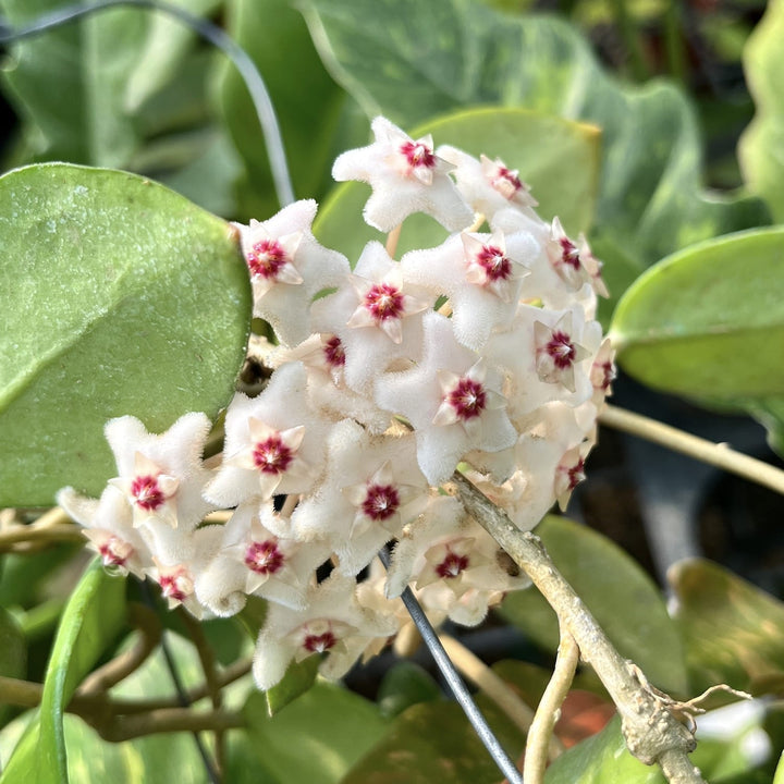 Hoya fungii (alba)