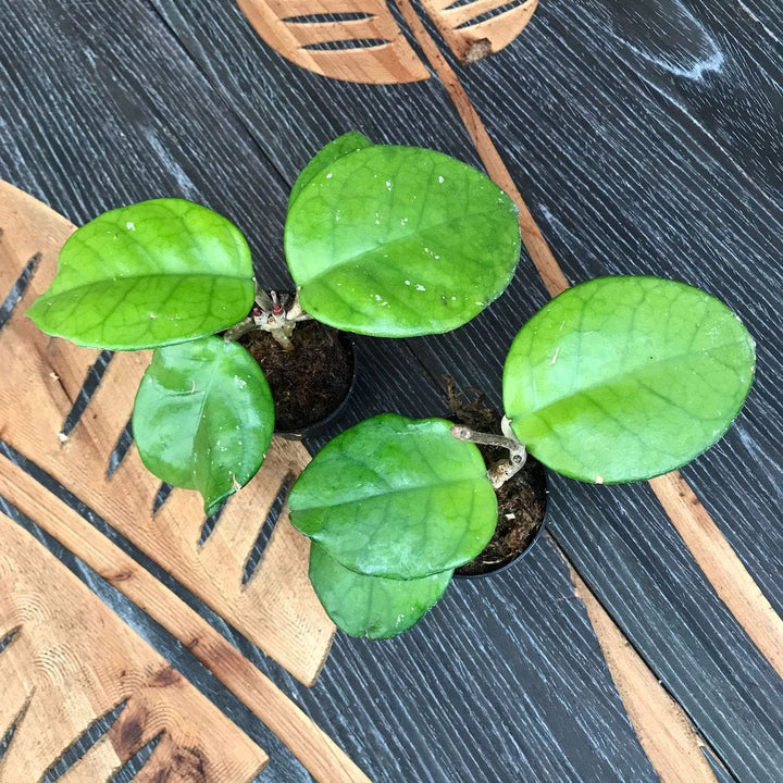 Hoya fungii