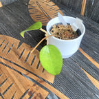 Hoya fuscomarginata (a képen látható példány)