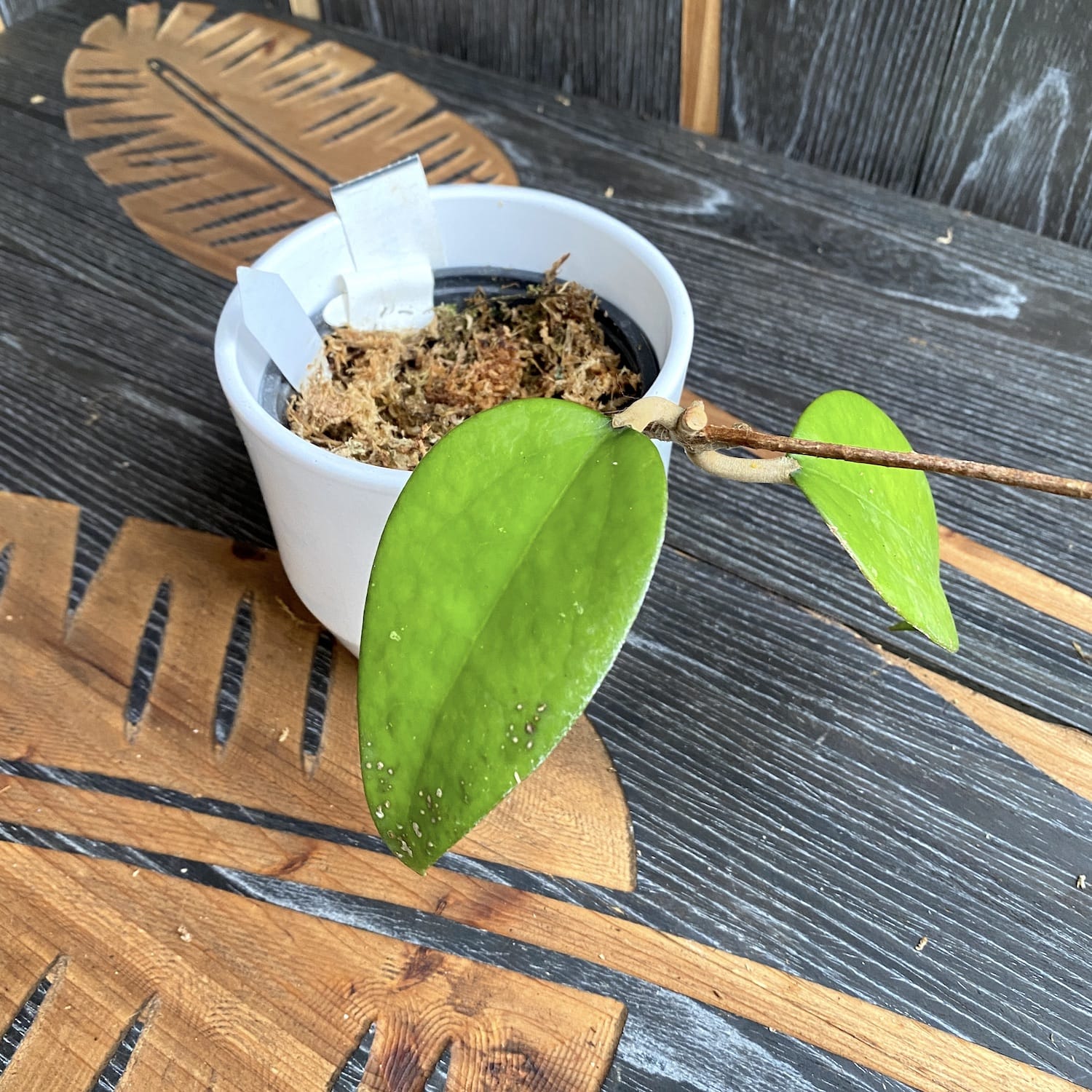 Hoya fuscomarginata (exemplarul din poza)