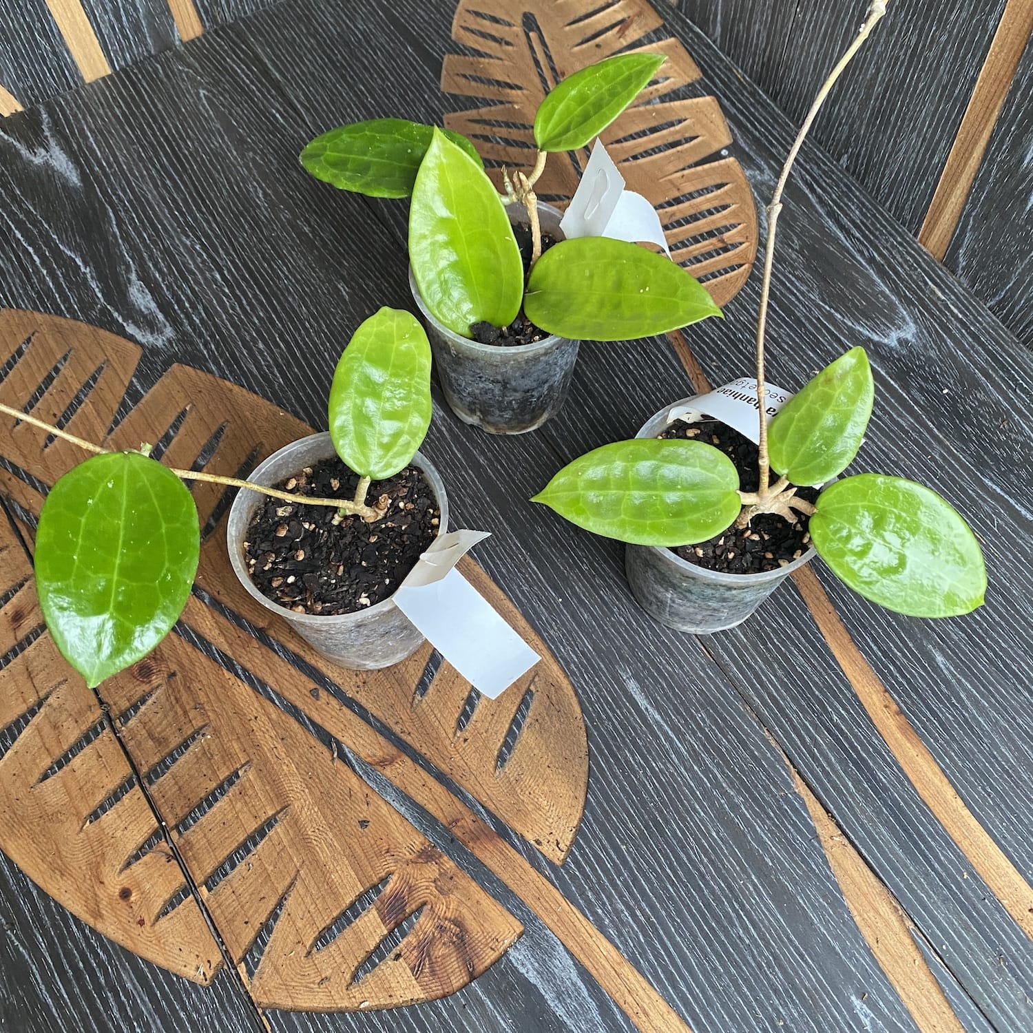 Hoya hanhiae 'Pink' - flori parfumate D9