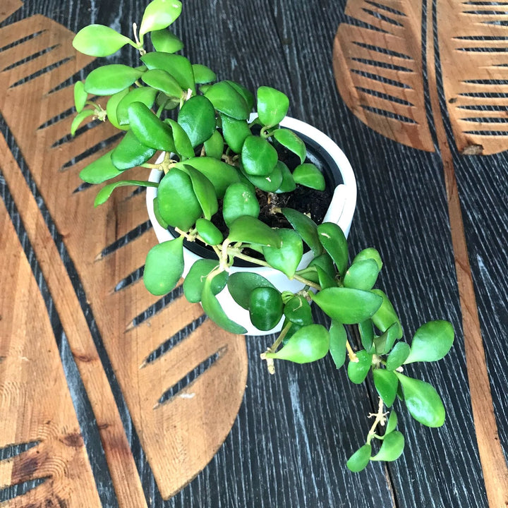 Hoya heuschkeliana 'Yellow'