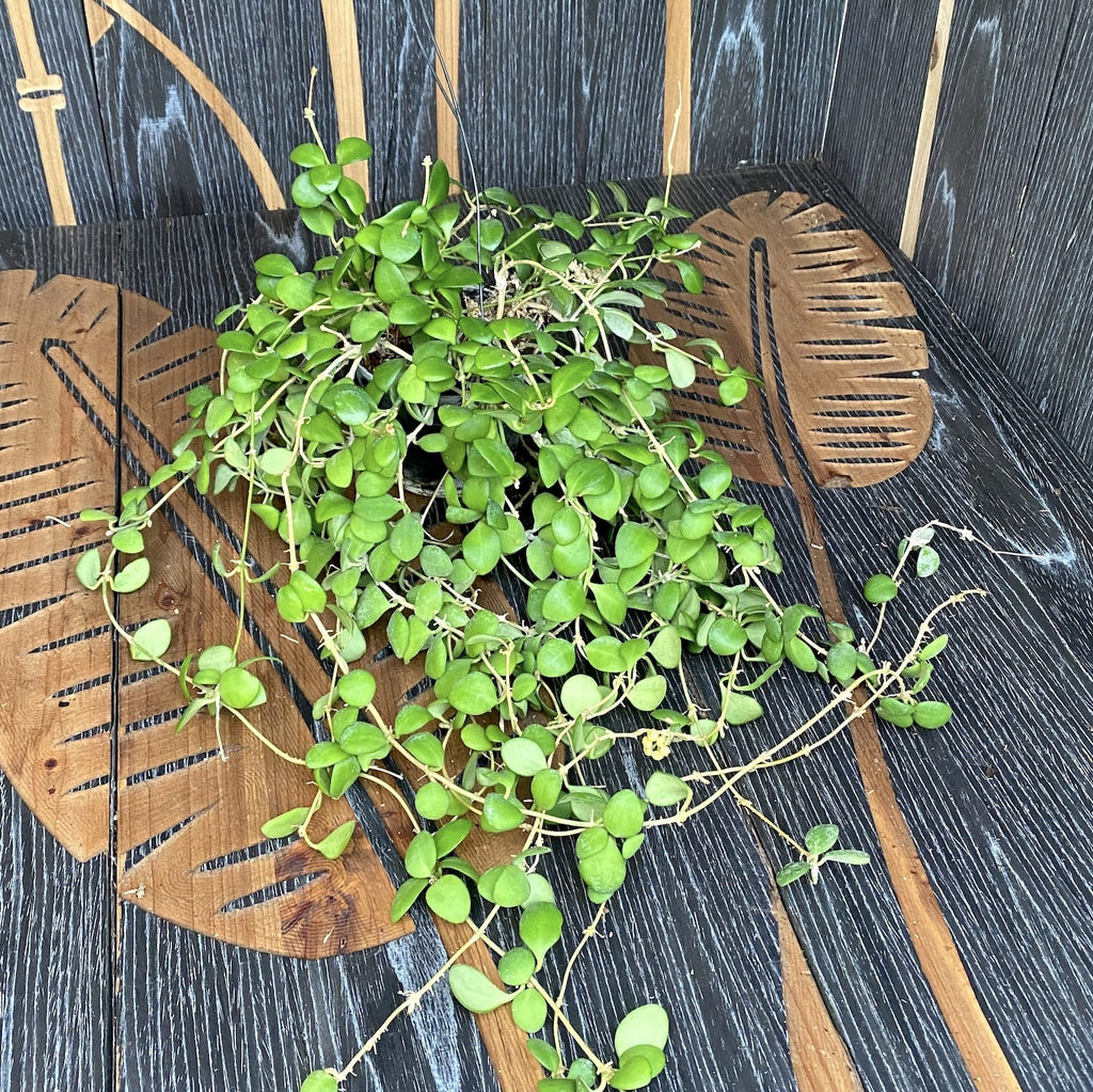 Hoya heuschkeliana 'Yellow' - exemplaires XXL