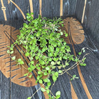 Hoya heuschkeliana 'Yellow' - XXL példányok