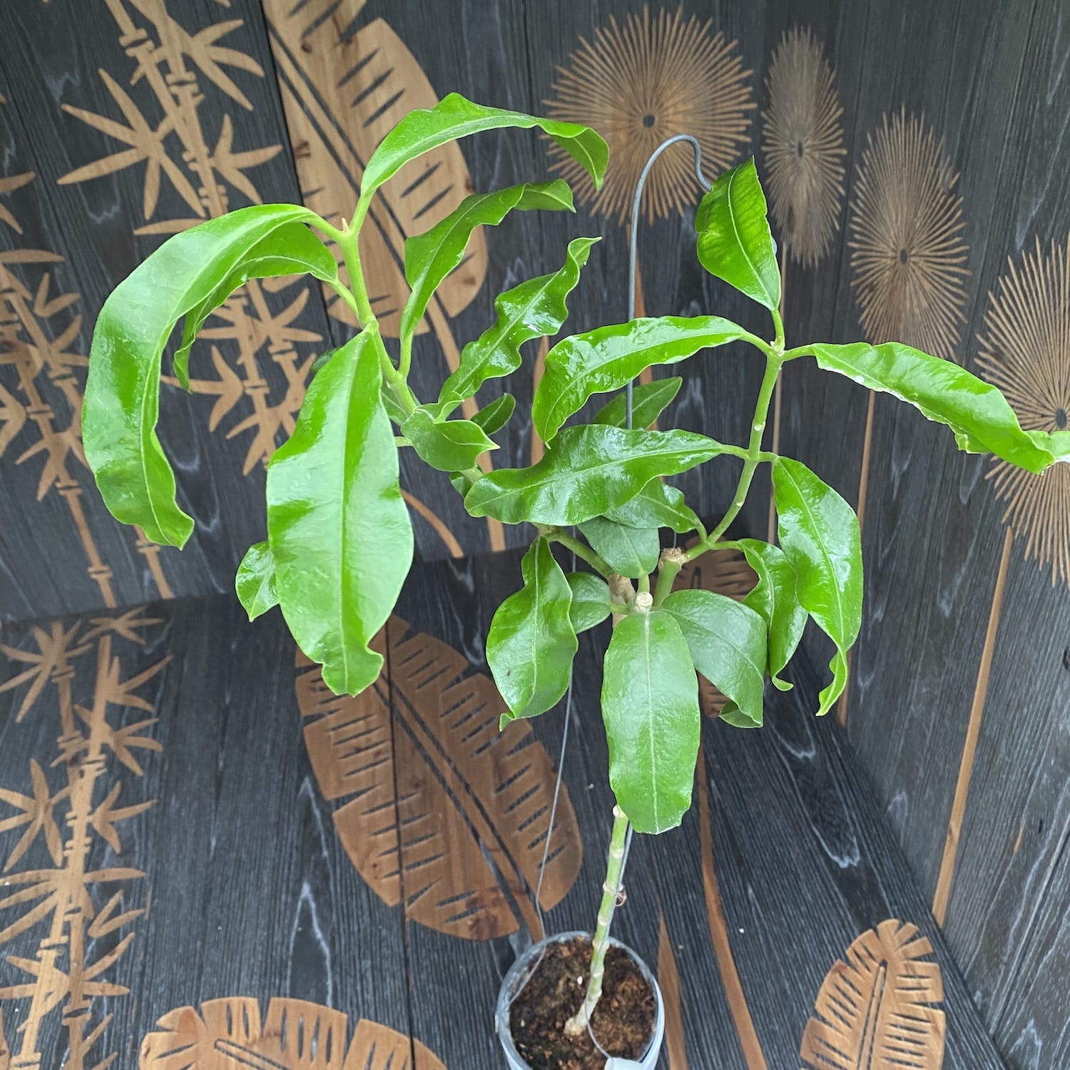 Hoya imperialis - exemplare XL