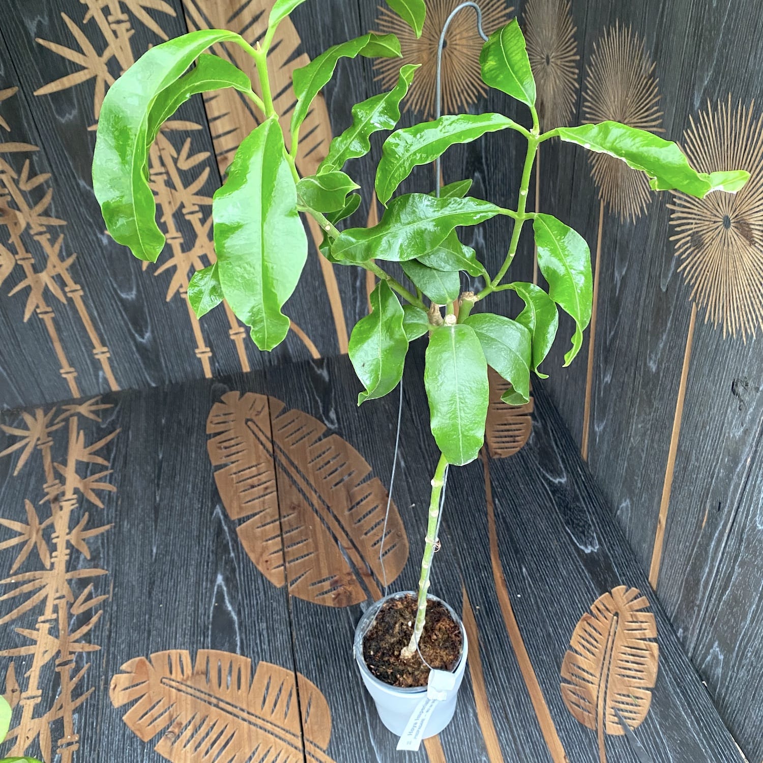 Hoya imperialis - exemplare XL