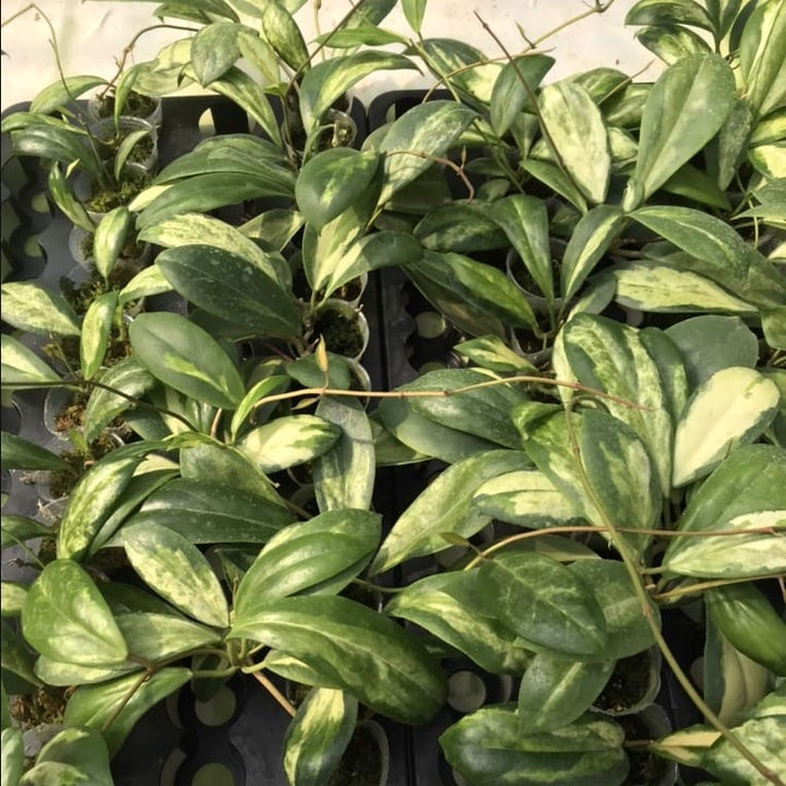 Hoya incrassata 'Variegata'