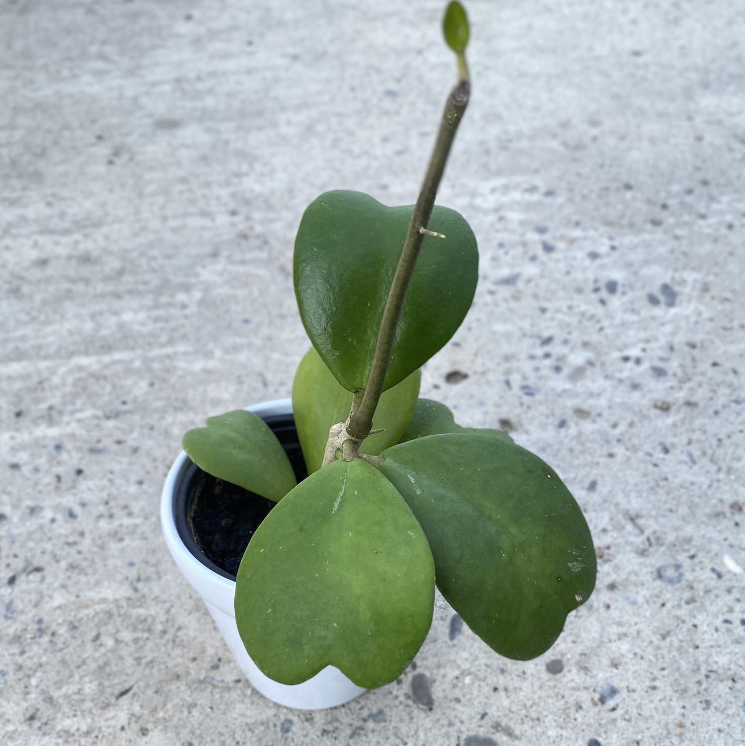 Hoya kerrii  'Big Leaves' - frunze in forma de inima