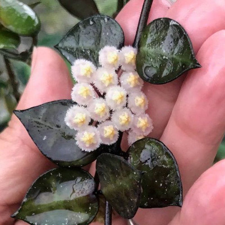 Hoya krohniana 'Black Leaves'