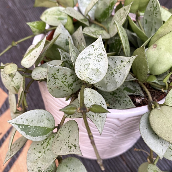 Hoya krohniana 'Eskimo'