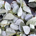 Hoya krohniana 'Eskimo' D6 (2-3 plante/pot)